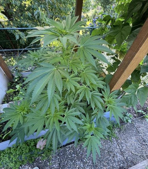 🍎 Fritter  Zamnesia Seeds. Week 9