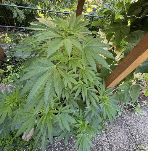 🍎 Fritter  Zamnesia Seeds. Week 9