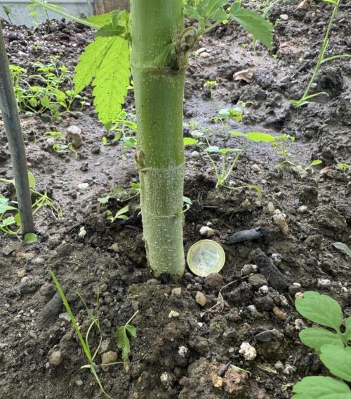 🍎 Fritter  Zamnesia Seeds. Week 9