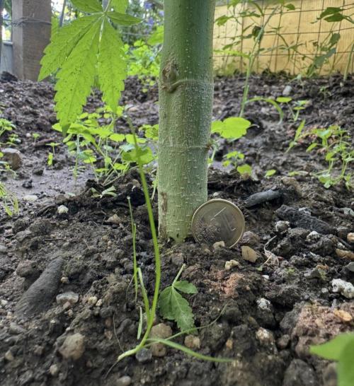 🍎 Fritter  Zamnesia Seeds. Week 9