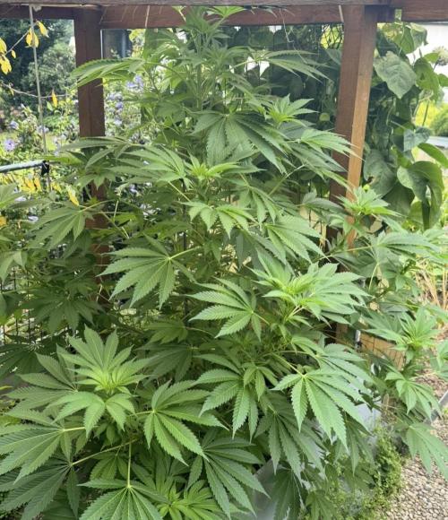 🍎 Fritter  Zamnesia Seeds. Week 10