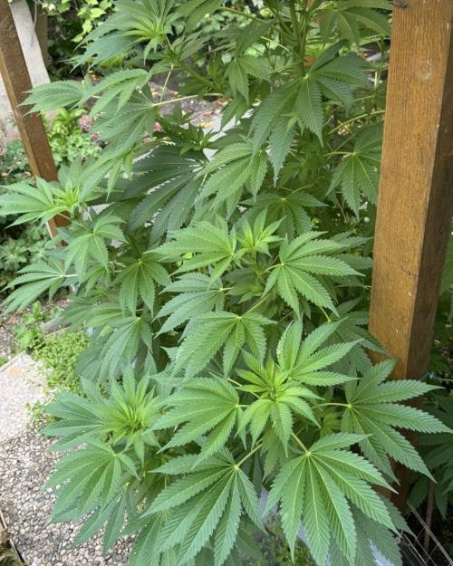 🍎 Fritter  Zamnesia Seeds. Week 10