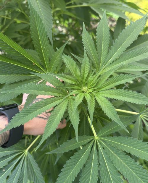 🍎 Fritter  Zamnesia Seeds. Week 10