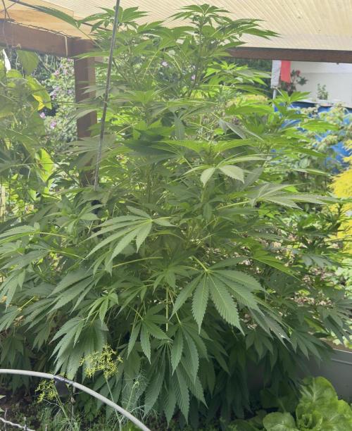 🍎 Fritter  Zamnesia Seeds. Week 10