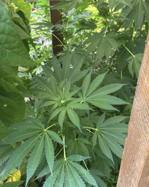 🍎 Fritter  Zamnesia Seeds. Week 11