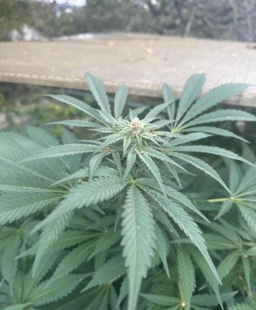 🍎 Fritter  Zamnesia Seeds. Week 11