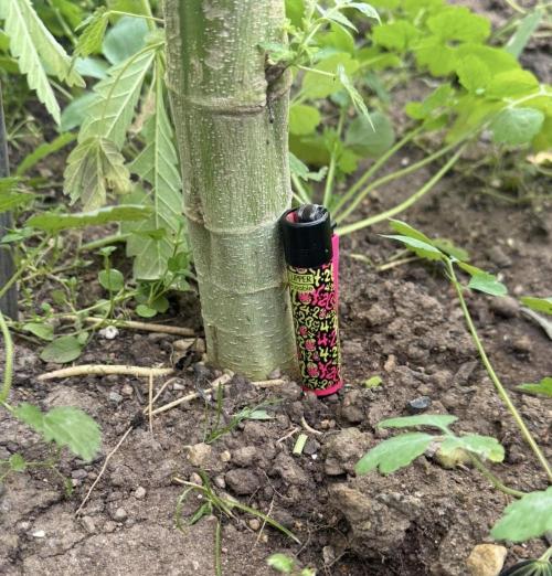 🍎 Fritter  Zamnesia Seeds. Week 22