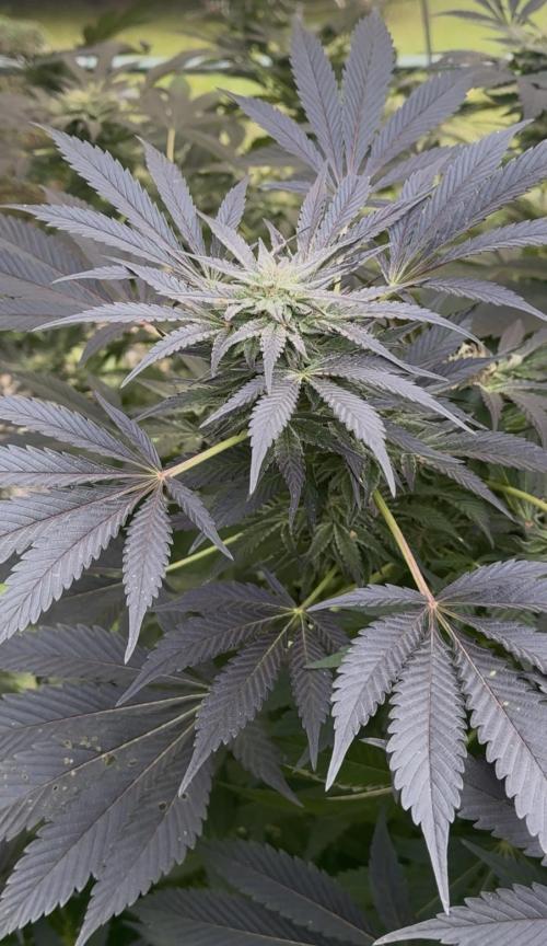 🍎 Fritter  Zamnesia Seeds. Week 22