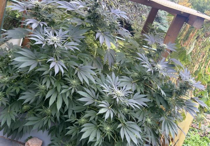 🍎 Fritter  Zamnesia Seeds. Week 22