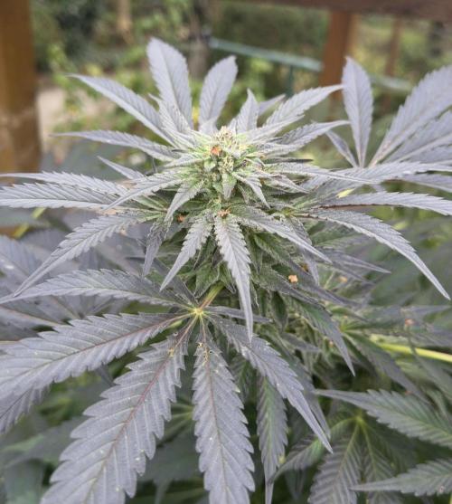 🍎 Fritter  Zamnesia Seeds. Week 22