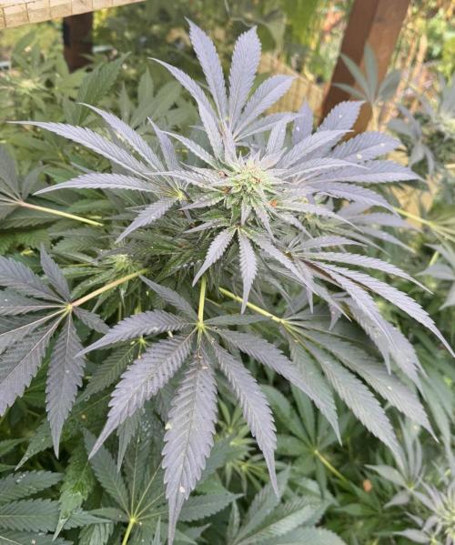 🍎 Fritter  Zamnesia Seeds. Week 22