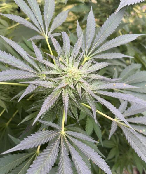 🍎 Fritter  Zamnesia Seeds. Week 22