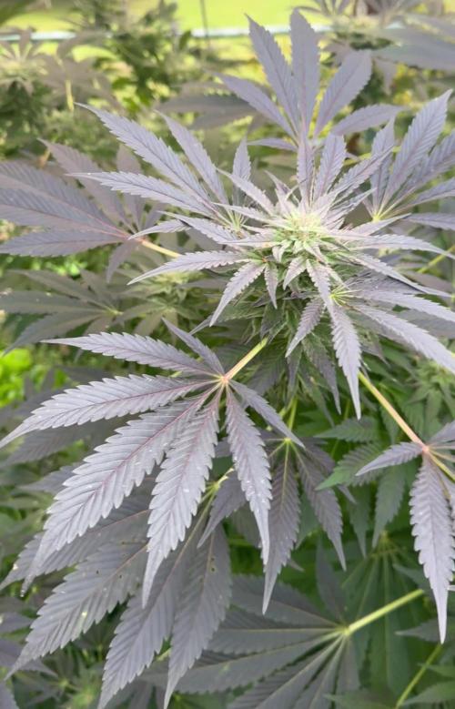 🍎 Fritter  Zamnesia Seeds