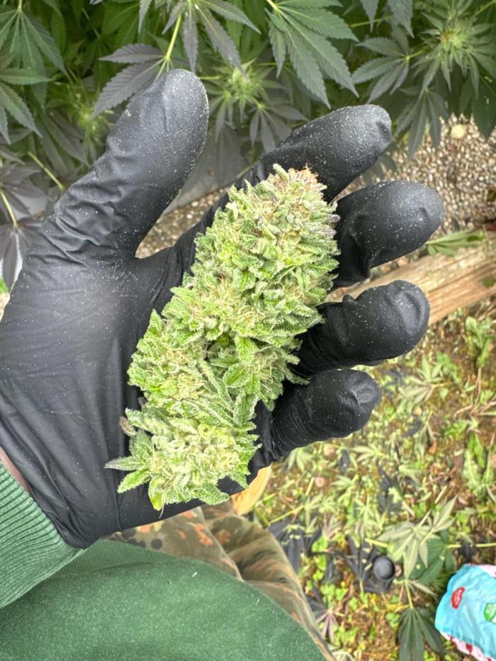 🍎 Fritter  Zamnesia Seeds. Week 23