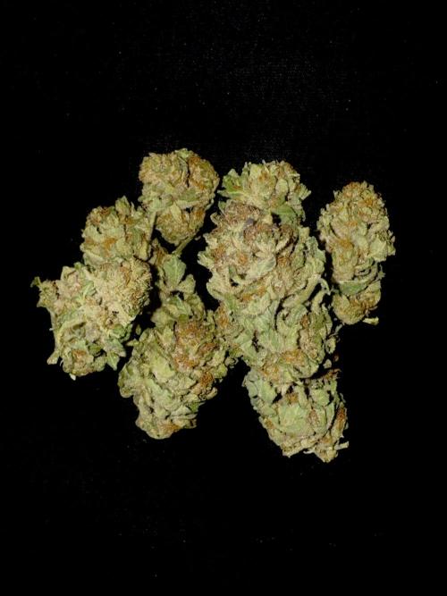 🍎 Fritter  Zamnesia Seeds. Week 22