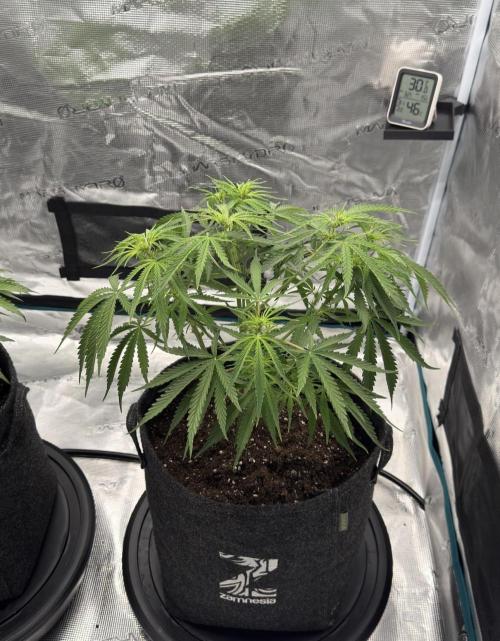 🍋 Haze Barney's Farm. Week 5