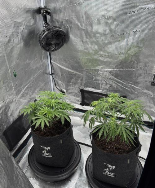 🍋 Haze Barney's Farm. Week 5