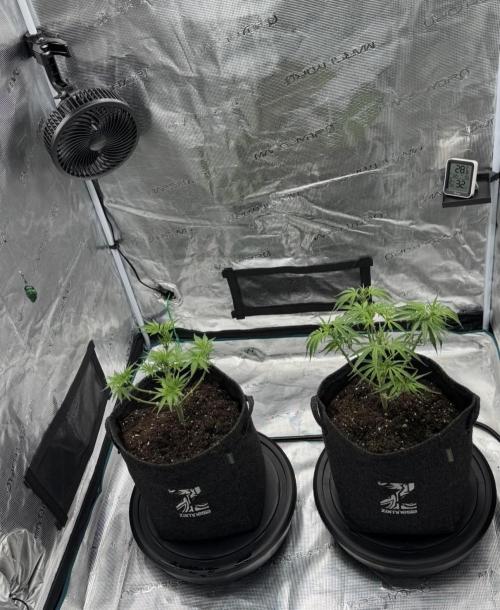 🍋 Haze Barney's Farm. Week 5