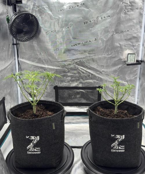 🍋 Haze Barney's Farm. Week 5