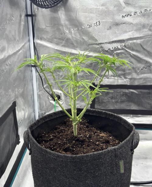 🍋 Haze Barney's Farm. Week 5