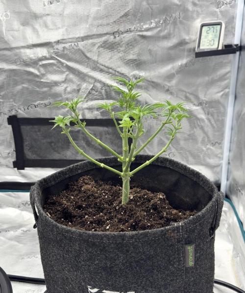 🍋 Haze Barney's Farm. Week 5