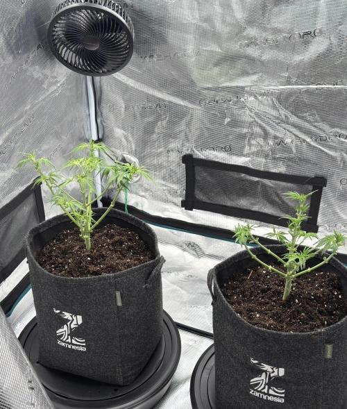 🍋 Haze Barney's Farm. Week 5