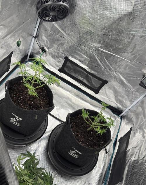 🍋 Haze Barney's Farm. Week 5