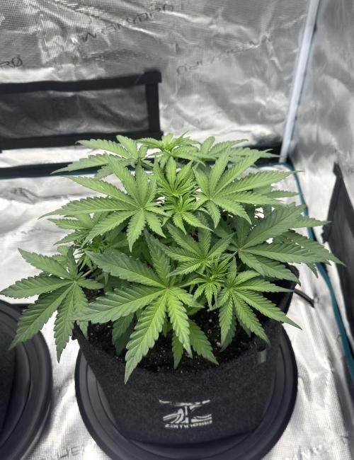 🍋 Haze Barney's Farm. Week 5