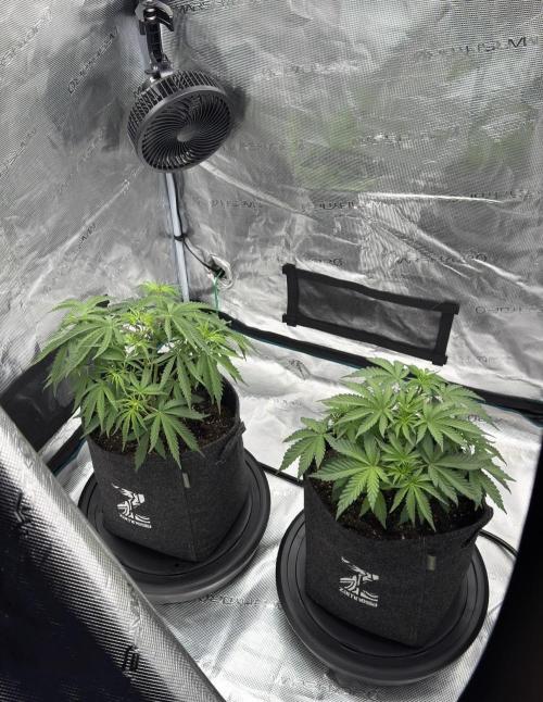 🍋 Haze Barney's Farm. Week 5