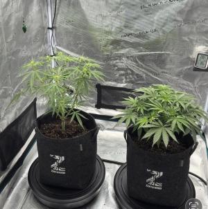 Comment by cangrowz photo #1