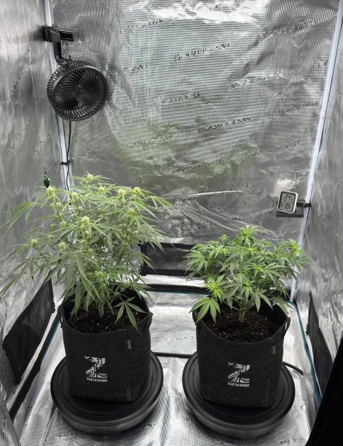 🍋 Haze Barney's Farm. Week 6