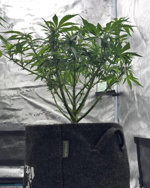 🍋 Haze Barney's Farm. Week 6