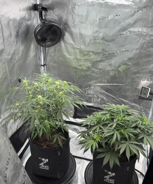 🍋 Haze Barney's Farm. Week 6