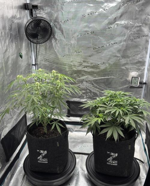 🍋 Haze Barney's Farm. Week 6