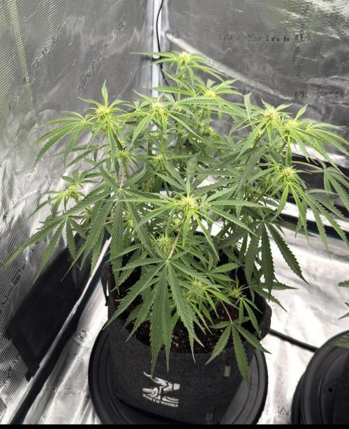 🍋 Haze Barney's Farm. Week 6