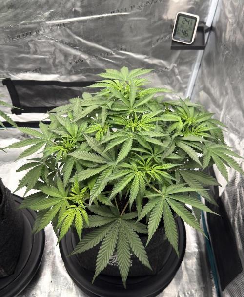 🍋 Haze Barney's Farm. Week 6