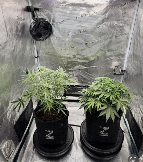 🍋 Haze Barney's Farm. Week 6