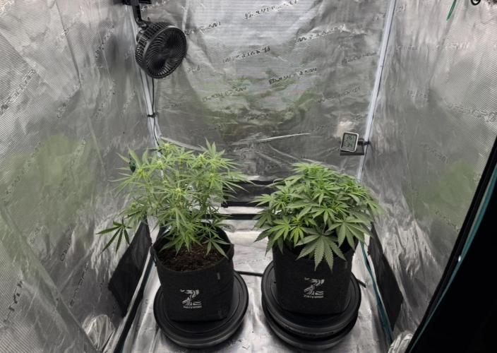 🍋 Haze Barney's Farm. Week 6