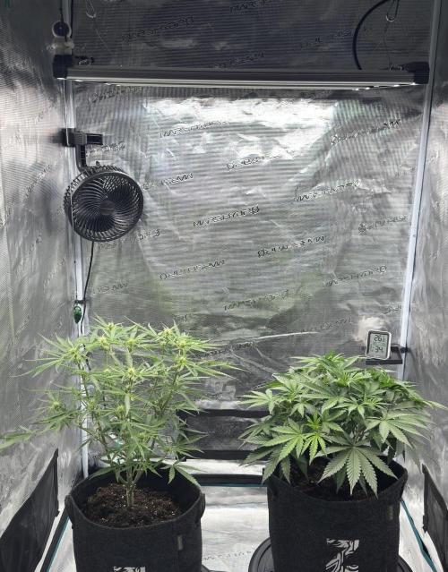 🍋 Haze Barney's Farm. Week 6