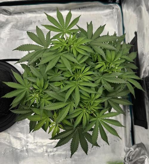 🍋 Haze Barney's Farm. Week 6