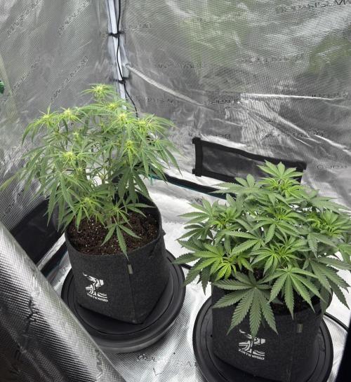 🍋 Haze Barney's Farm. Week 6