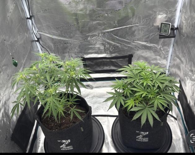 🍋 Haze Barney's Farm. Week 6