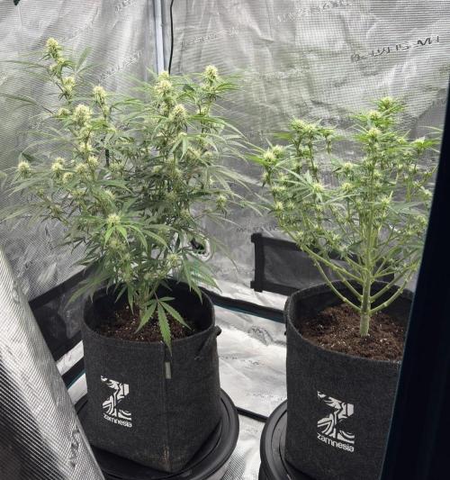 🍋 Haze Barney's Farm. Week 7