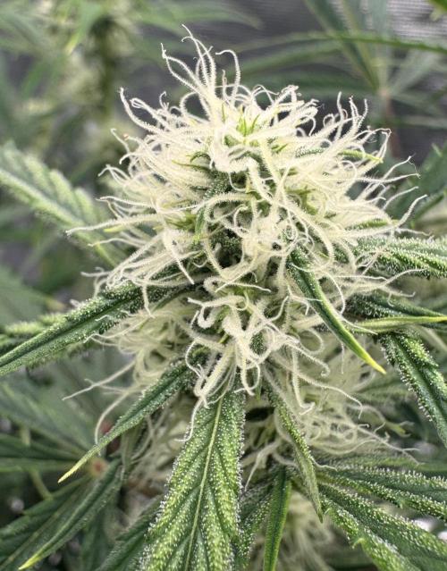 🍋 Haze Barney's Farm. Week 7