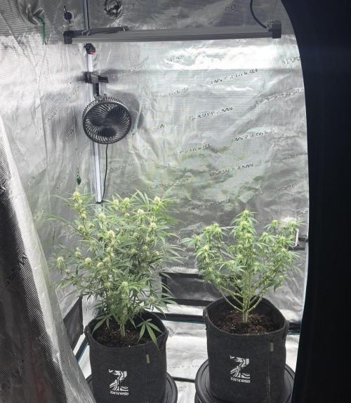 🍋 Haze Barney's Farm. Week 7