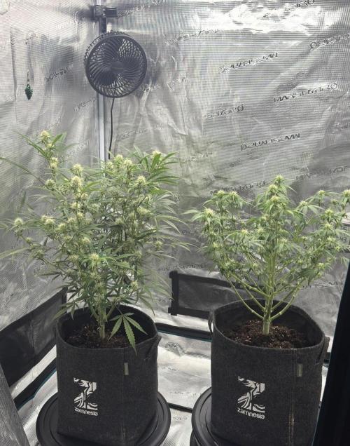 🍋 Haze Barney's Farm. Week 7