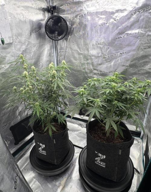 🍋 Haze Barney's Farm. Week 7