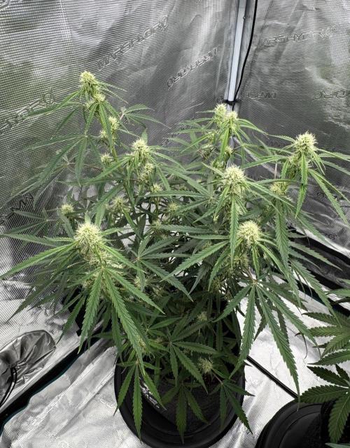 🍋 Haze Barney's Farm. Week 7