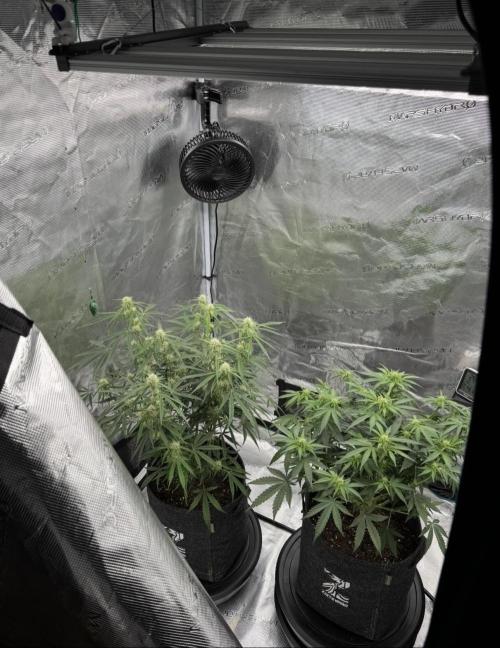 🍋 Haze Barney's Farm. Week 7