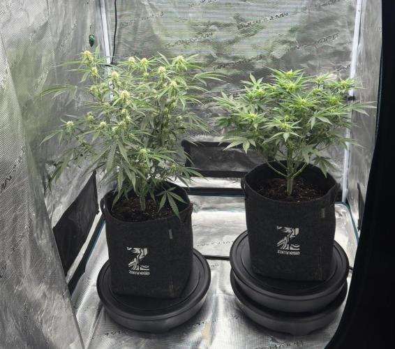 🍋 Haze Barney's Farm. Week 7